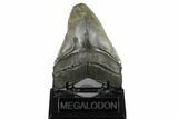 Serrated, Tan/Gray Fossil Megalodon Tooth - South Carolina #182971-2